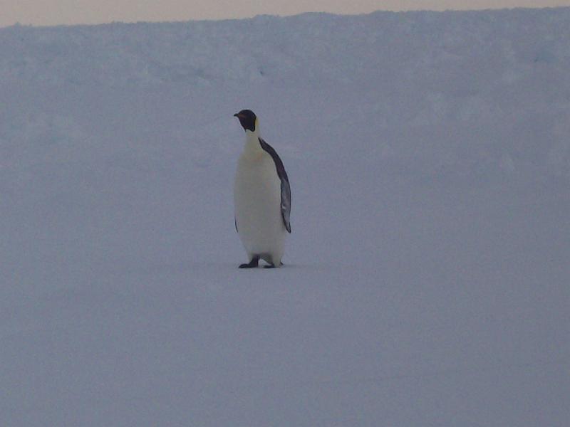 First close penguin siting of SIMBA 5.jpg